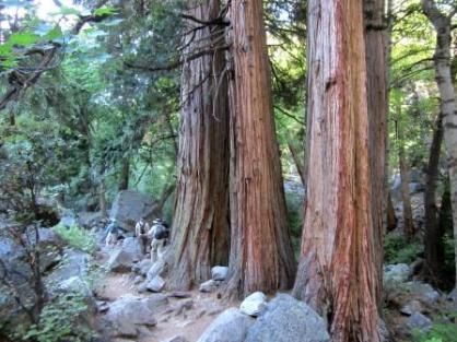 Cypress Trees along Icehouse Canyon